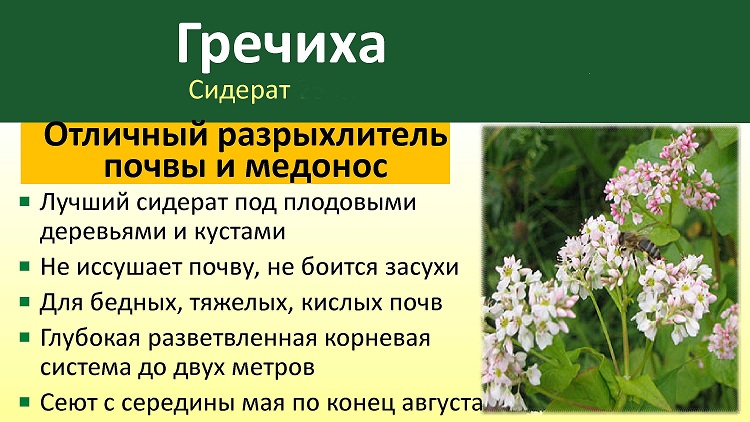 Сидерат гречиха 1кг ЗУ